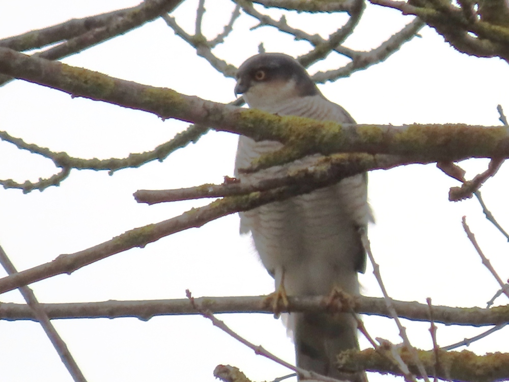 Eurasian Sparrowhawk